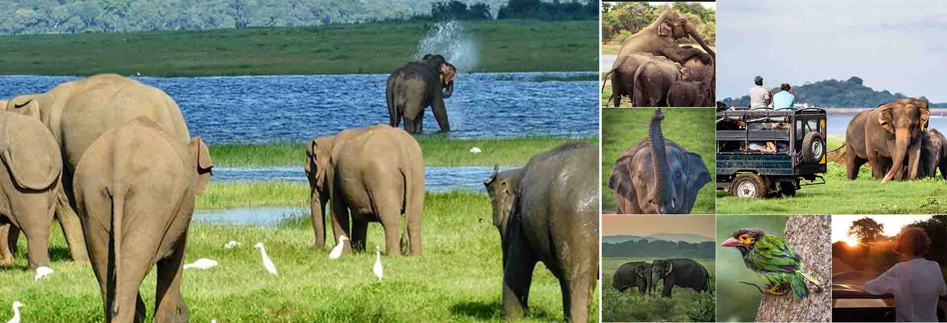 Minneriya National Park is a wildlife sanctuary located in the North Central Province