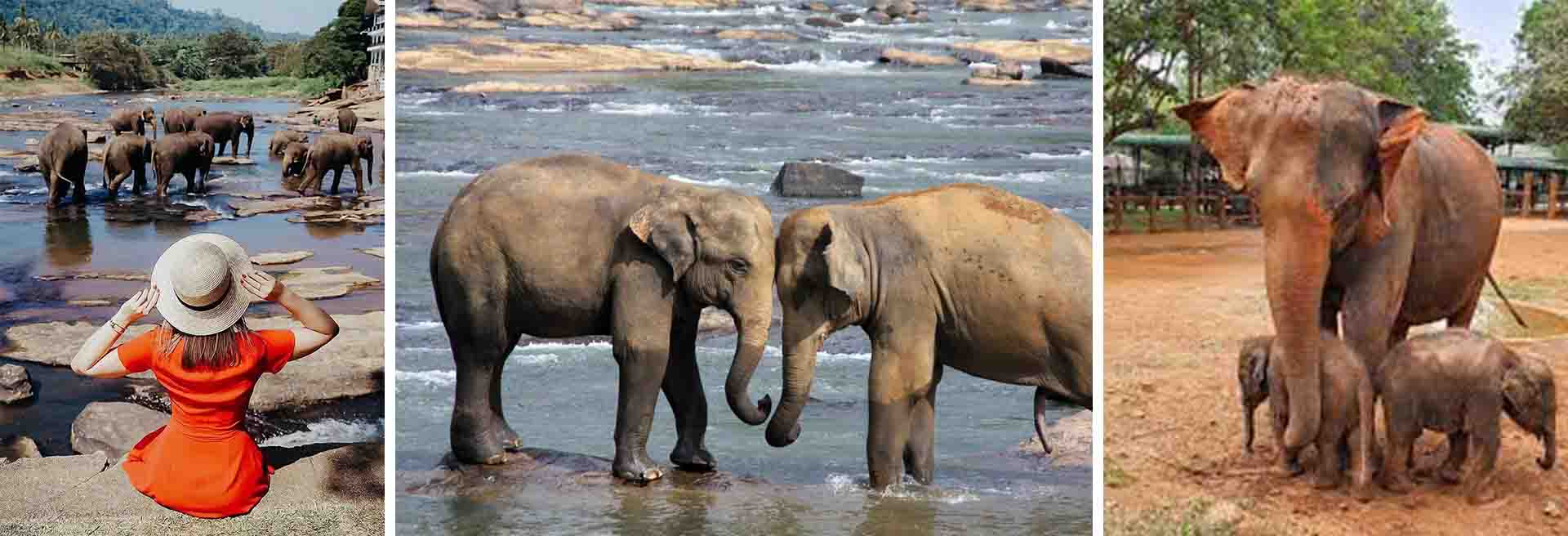 Pinnawala Elephant Orphanage