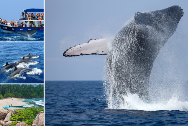 Whale watching in Sri Lanka