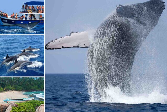 whale watching adventure sri lanka