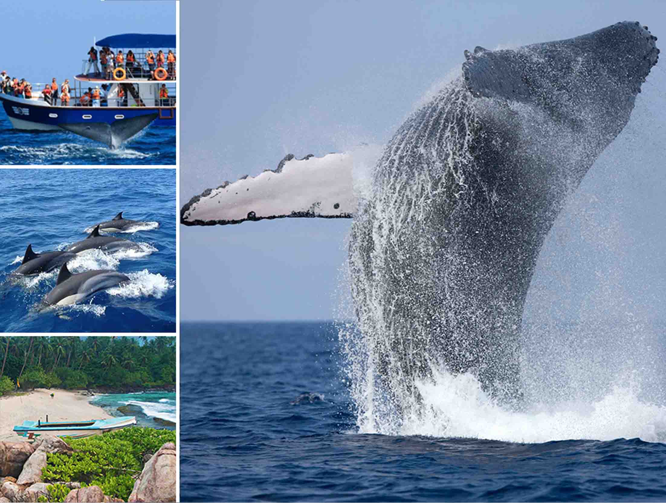 whale watching adventure sri lanka